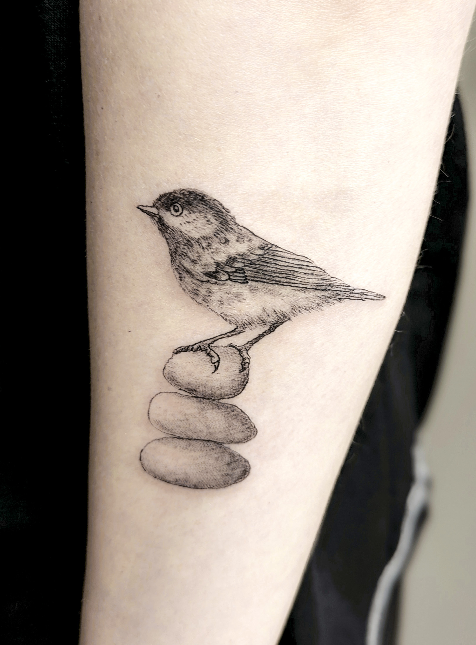 Bird on Stones