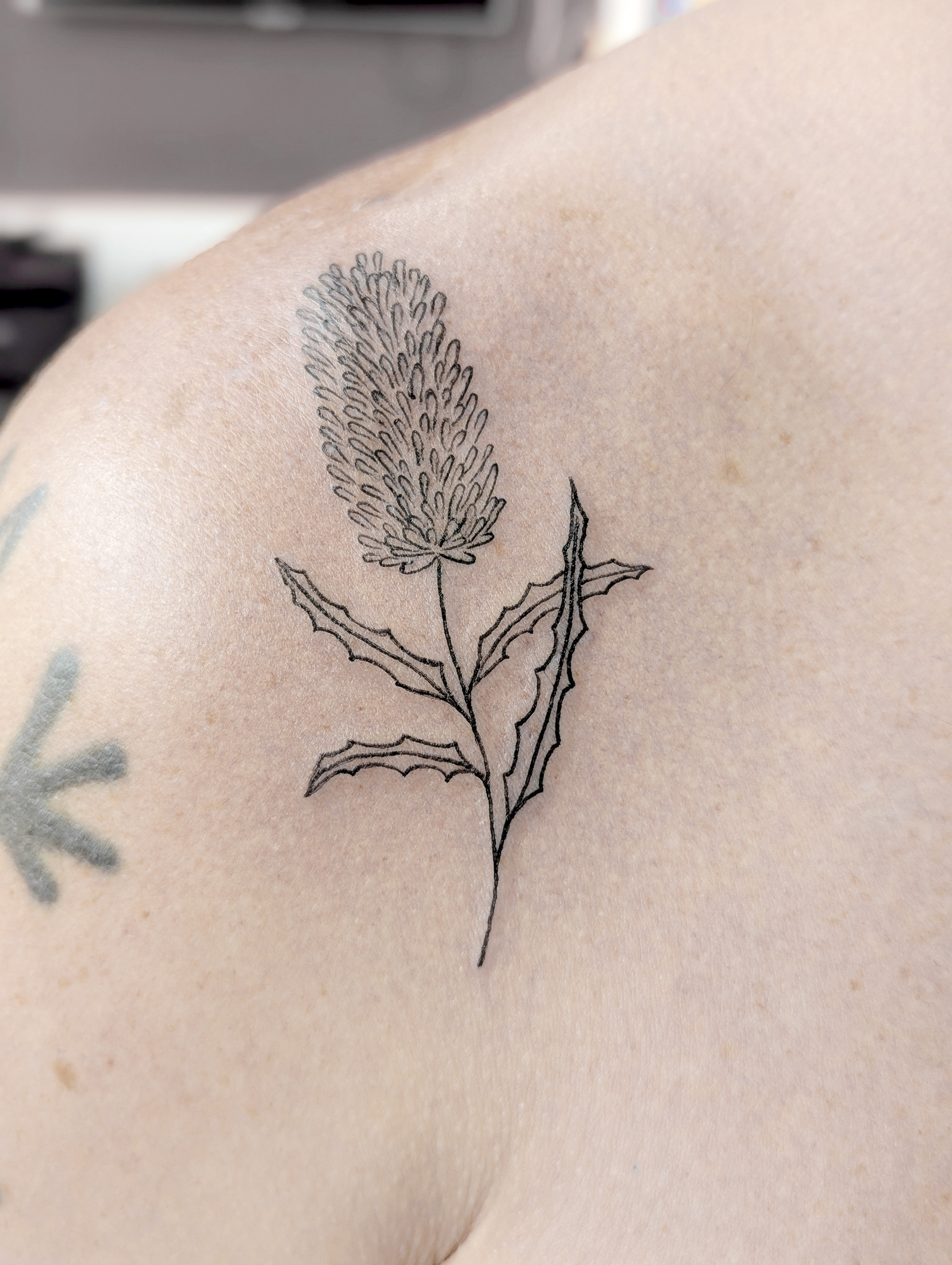 Banksia