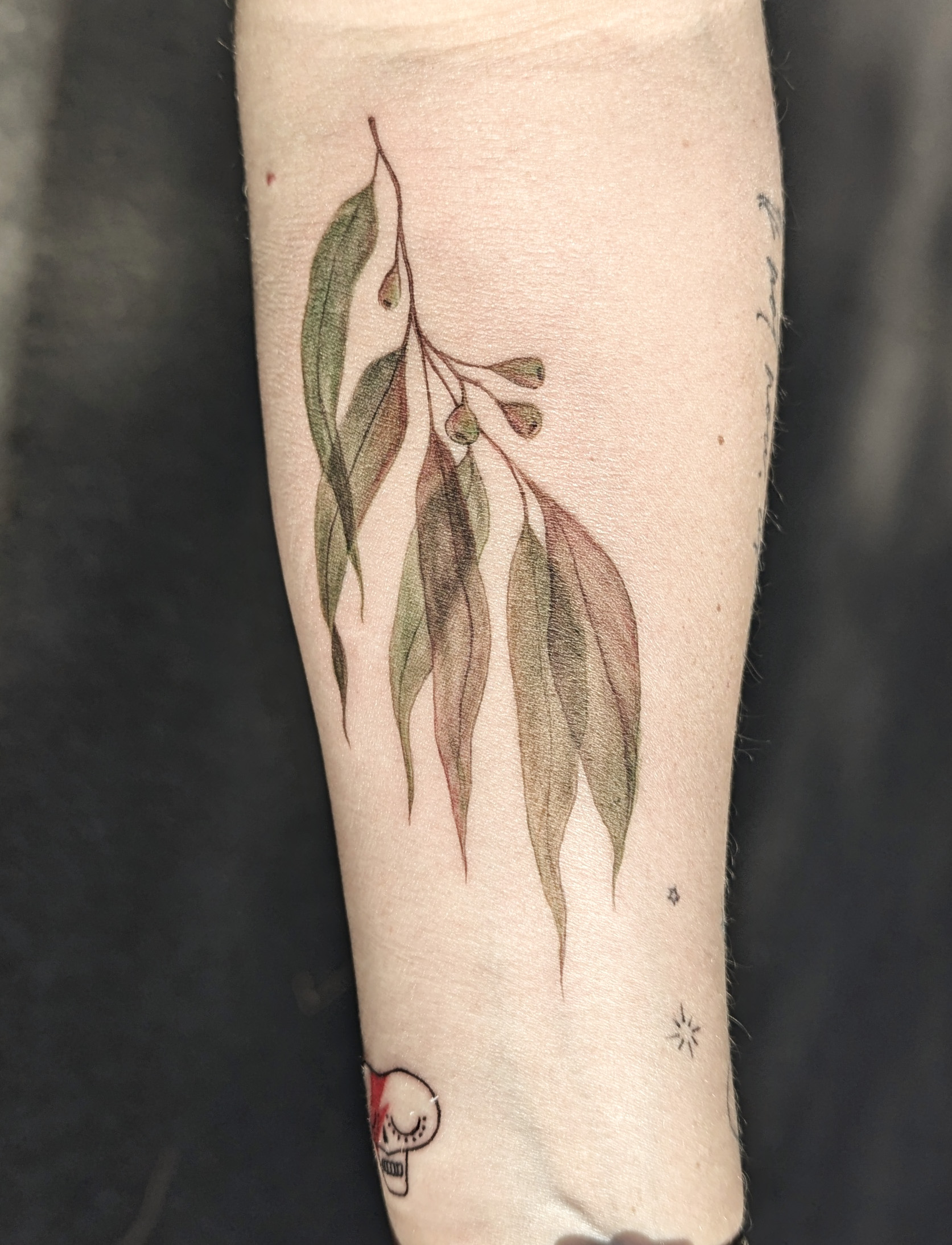 Eucalyptus